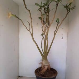 Planta Simples 1070 – 60cm – 04 anos