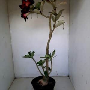 Planta Simples 1072 – 45cm – 03 anos