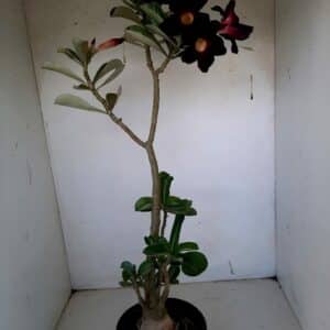 Planta Simples 1072 – 45cm – 03 anos