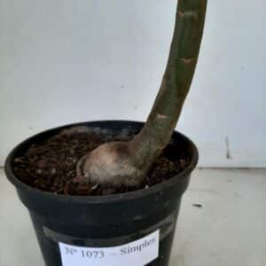 Planta Simples 1073 – 45cm – 03 anos