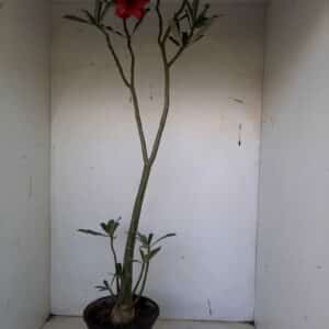 Planta Simples 1075 – 60cm – 03 anos