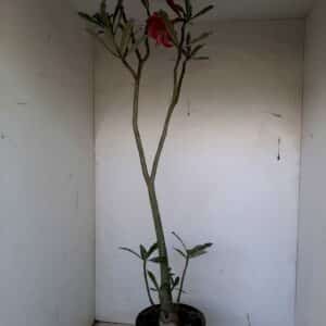 Planta Simples 1075 – 60cm – 03 anos
