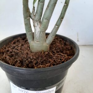 Planta Simples 1076 – 25cm – 01 ano