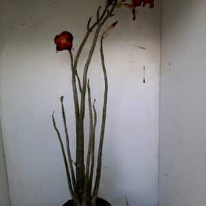 Planta Simples 1078 – 60cm – 03 anos