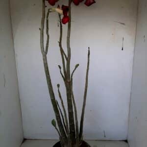 Planta Simples 1078 – 60cm – 03 anos