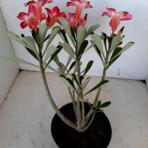 Planta Simples 1080 – 25cm – 1 ano