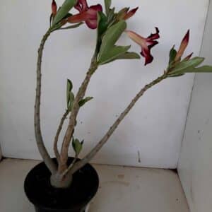 Planta Simples 1081 – 30cm – 2 anos
