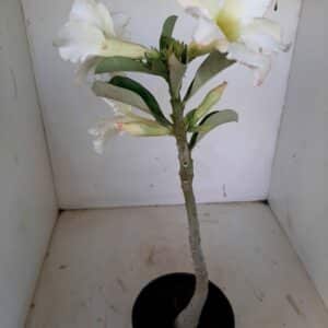 Planta Simples 1083 – 30cm – 2 anos