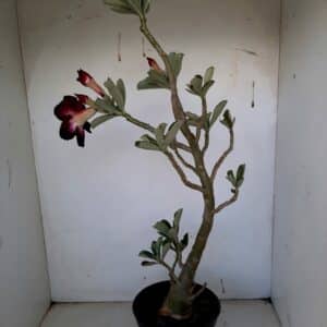 Planta Simples 1087 – 50cm – 03 anos