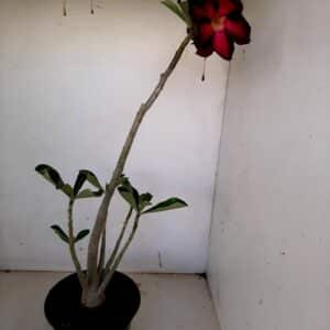 Planta Simples 1089 – 40cm – 03 anos