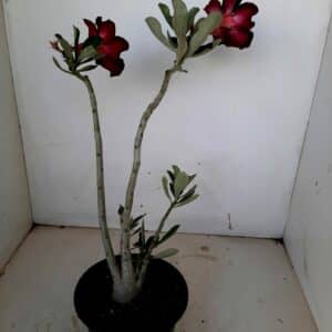 Planta Simples 1090 – 30cm – 02 anos