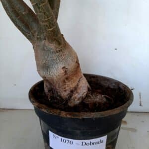 Planta Dobrada 1070 – 50cm – 04 anos