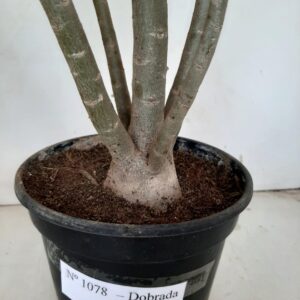 Planta Dobrada 1078 – 50cm – 03 anos