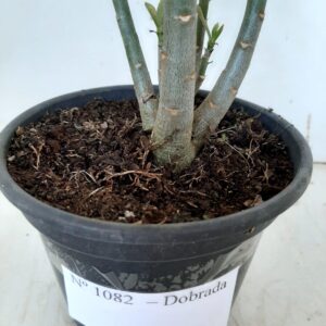 Planta Dobrada 1082 – 30cm – 02 anos