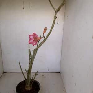Planta Dobrada 1083 – 40cm – 03 anos