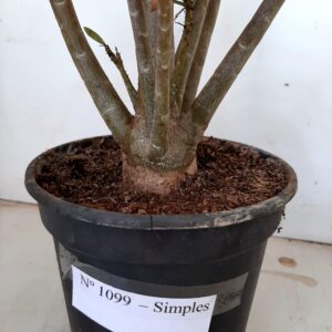 Planta Simples 1099 – 50cm – 03 anos
