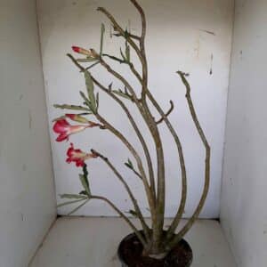 Planta Simples 1099 – 50cm – 03 anos