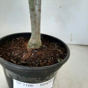 Planta Simples 1100 – 30cm – 01 ano