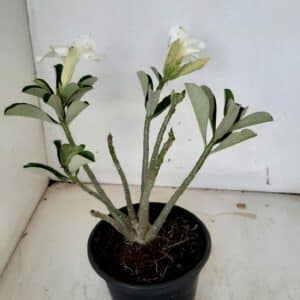 Planta Simples 1102 – 25cm – 01 ano