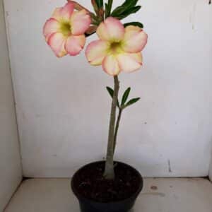 Planta Simples 1108 – 30cm – 01 ano