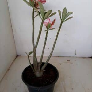 Planta Simples 1110 – 25cm – 01 ano