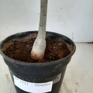 Planta Simples 1111 – 25cm – 1 ano