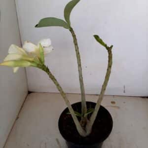 Planta Simples 1112 – 30cm – 2 anos