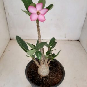 Planta ARABICUM 104 – 25cm – 01 ano