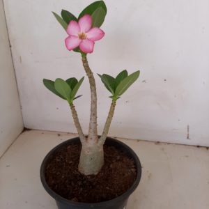 Planta ARABICUM 107 – 20cm – 01 ano