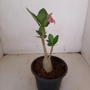 Planta ARABICUM 107 – 20cm – 01 ano