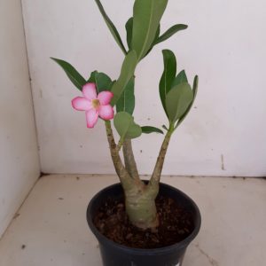 Planta ARABICUM 78 – 25cm – 01 ano