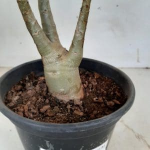 Planta ARABICUM 78 – 25cm – 01 ano