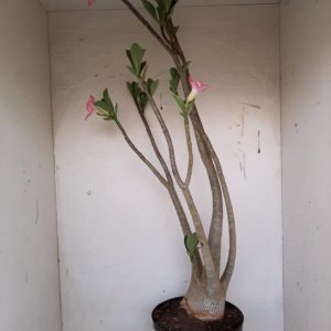 Planta ARABICUM 80 – 60cm – 04 anos