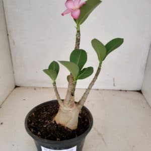Planta ARABICUM 82 – 25cm – 01 ano
