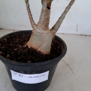 Planta ARABICUM 82 – 25cm – 01 ano