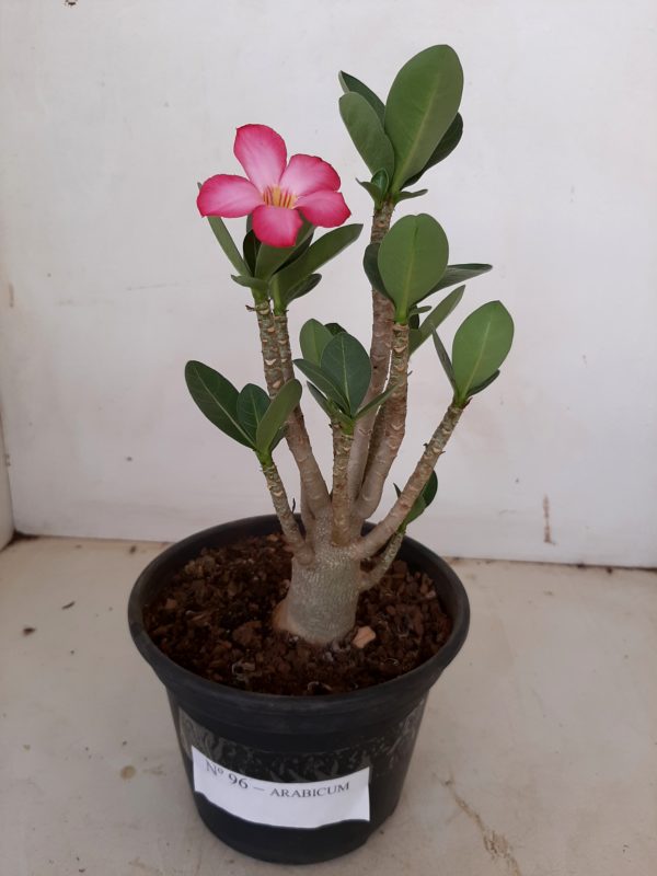 Planta ARABICUM 96 – 20cm – 01 ano