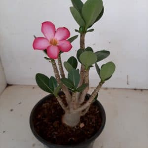 Planta ARABICUM 96 – 20cm – 01 ano