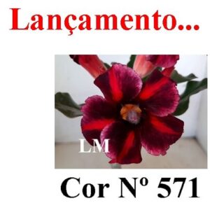 ENXERTO COR LM 571