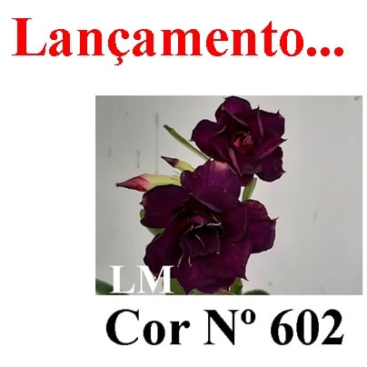 ENXERTO COR LM 602
