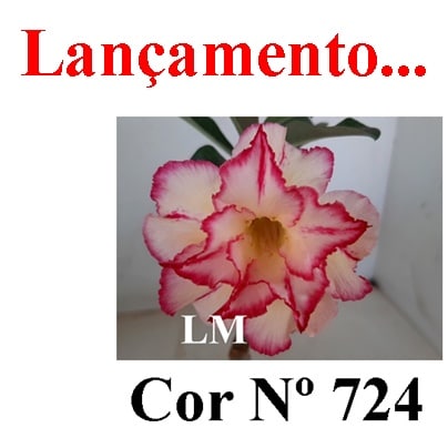 ENXERTO COR LM 724