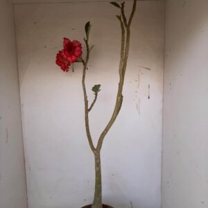 Planta Dobrada 1091 – 60cm – 03 anos