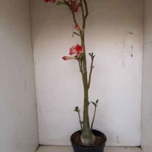 Planta Dobrada 1098 – 60cm – 03 anos