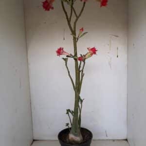 Planta Dobrada 1098 – 60cm – 03 anos