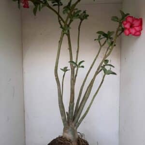 Planta Dobrada 1099 – 70cm – 04 anos