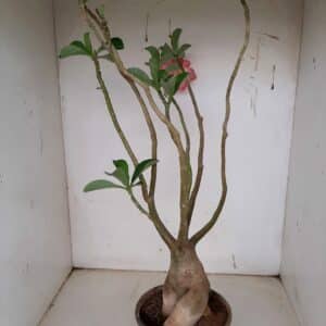 Planta Dobrada 1100 – 45cm – 03 anos