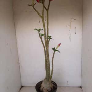 Planta Dobrada 1104 – 55cm – 04 anos