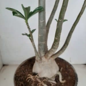 Planta Dobrada 1111 – 70cm – 05 anos