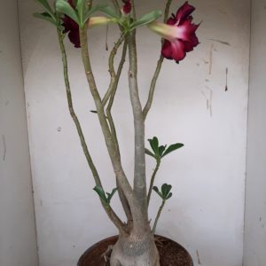 Planta Dobrada 1111 – 70cm – 05 anos