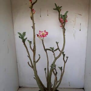 Planta Simples 1115 – 50cm – 04 anos