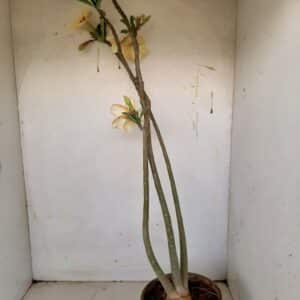 Planta Simples 1119 – 60cm – 03 anos